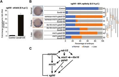 Eomes function is conserved between zebrafish and mouse and controls left-right organiser progenitor gene expression via interlocking feedforward loops